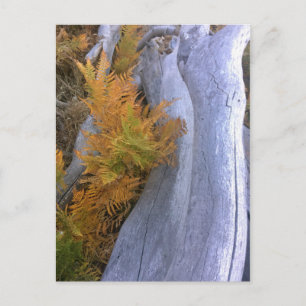 Carte Postale Bois d'automne