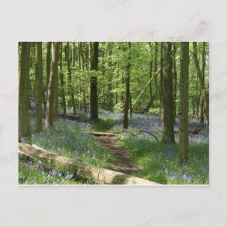 Carte Postale Bois de Bluebell