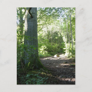 Carte Postale Bois de Castlehead : Keswick