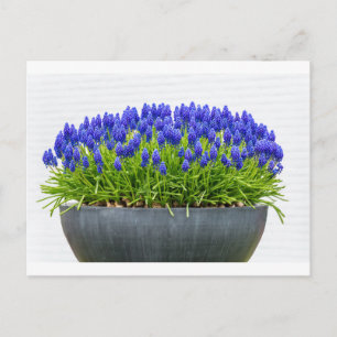 Carte Postale Boîte à fleurs en métal gris avec jacinthes de rai