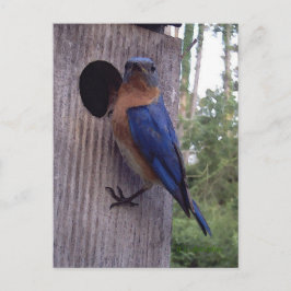Carte postale Boîte de nid Bluebird