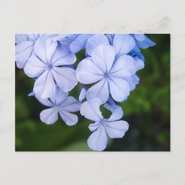 Carte Postale Bokeh Floral Bleu (Devant)