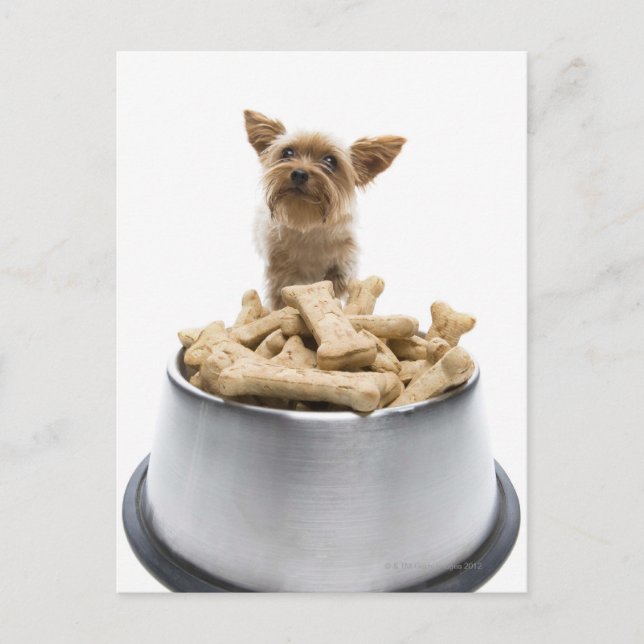 Carte Postale Bol de gâteries pour chiens par Yorkshire Terrier (Devant)