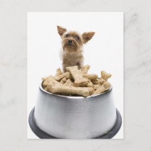 Carte Postale Bol de gâteries pour chiens par Yorkshire Terrier