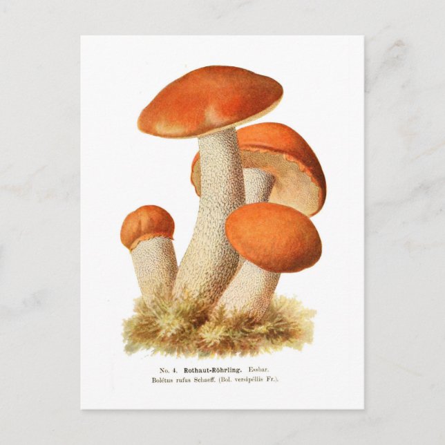 Carte Postale Boletus rufus (Devant)