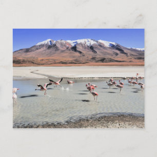 Carte Postale Bolivie photo paysage avec flamants roses