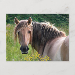 Carte Postale "Bonar" Highland Pony Postcard