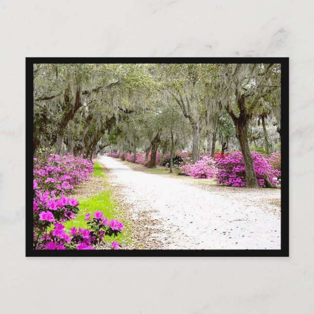 Carte postale - Bonaventure Azaleas (Devant)