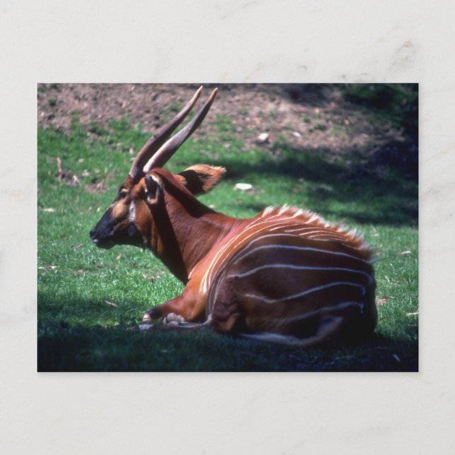 Carte Postale Bongo (Devant)