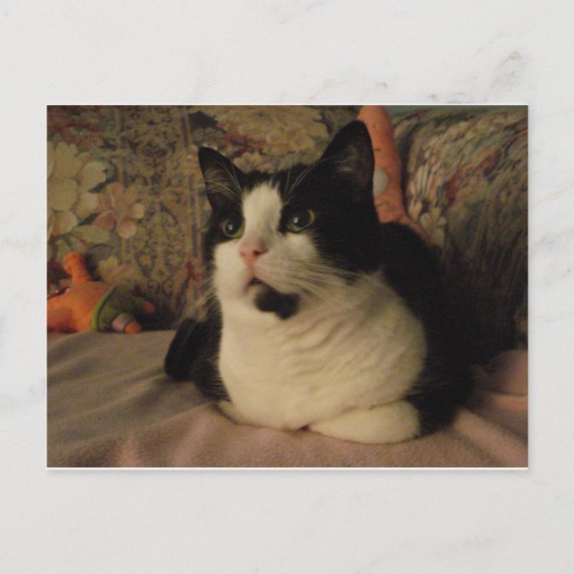 CARTE POSTALE BONGO (Devant)