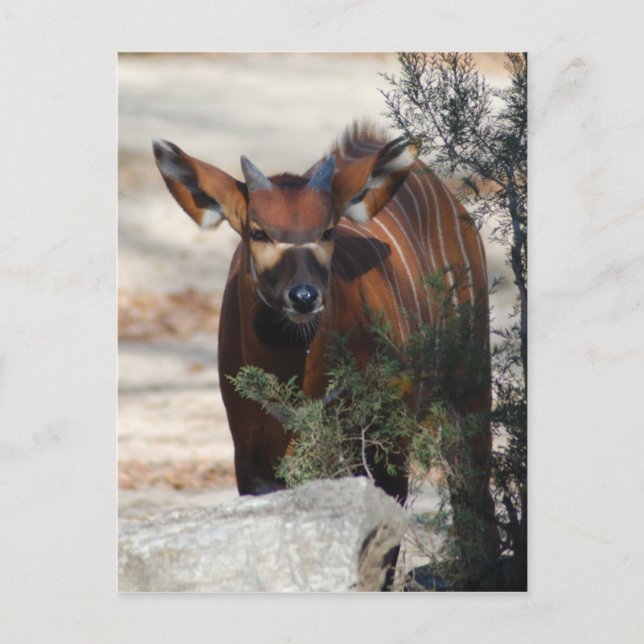 Carte postale Bongo Calf (Devant)