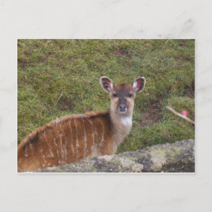 Carte Postale Bongo oriental