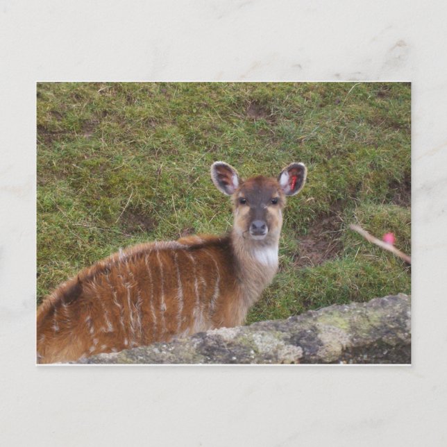 Carte Postale Bongo oriental (Devant)