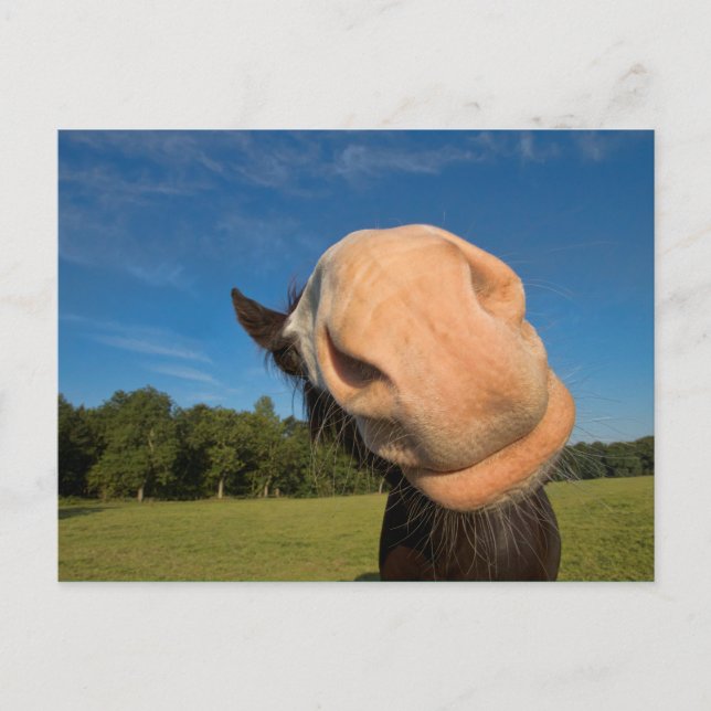 Carte Postale Bonjour ! (Devant)