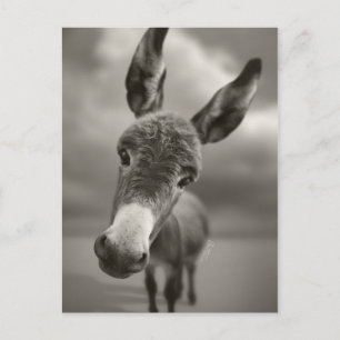 Carte Postale Bonjour 