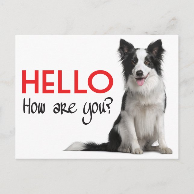 Carte Postale Bonjour Bordure Collie Chien Chien Chien Chien Pup (Devant)
