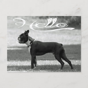 Carte Postale Bonjour Boston Terrier Chien Chien Chien Chien Chi