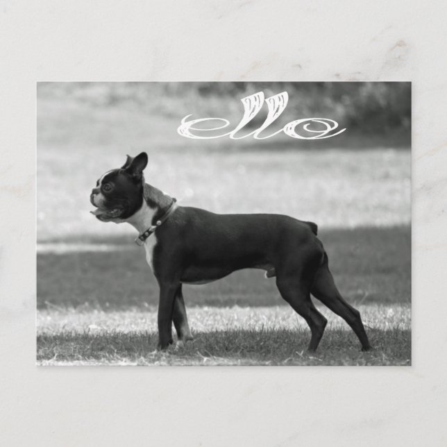 Carte Postale Bonjour Boston Terrier Chien Chien Chien Chien Chi (Devant)