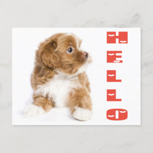 Carte Postale Bonjour Brown Et Blanc Havanais Chien Chien Chien
