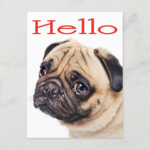 Carte Postale Bonjour Carlin Chien Chien Chien Chien Salutation 