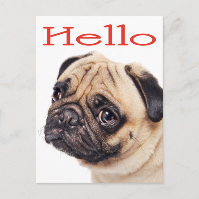 Carte Postale Bonjour Carlin Chien Chien Chien Chien Salutation  (Devant)