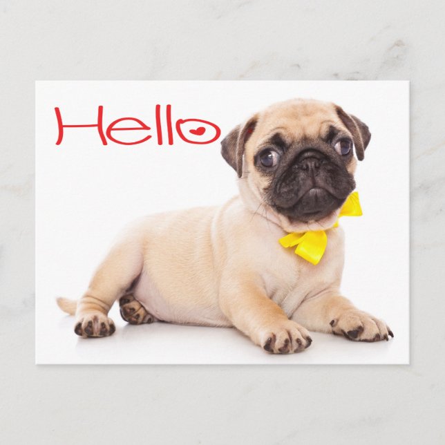 Carte Postale Bonjour Carlin Chien Chien Chien Chien Salutation  (Devant)