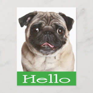 Carte Postale Bonjour Carlin Chien Chien Chien Chien Salutation 