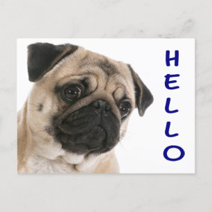 Carte Postale Bonjour Carlin Chien Chien Chien Chien Salutation 