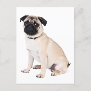 Carte Postale Bonjour Carlin Chien Chien Chien Chien Salutation 