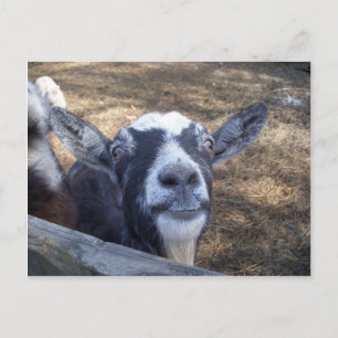 Carte Postale Bonjour Chèvre amicale
