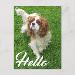 Carte Postale Bonjour chiot Cavalier King Charles Spaniel