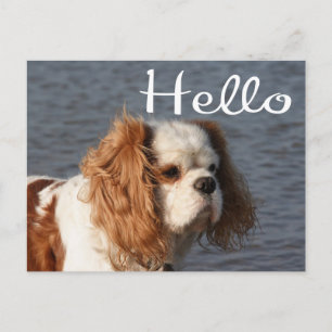 Carte Postale Bonjour chiot Cavalier King Charles Spaniel