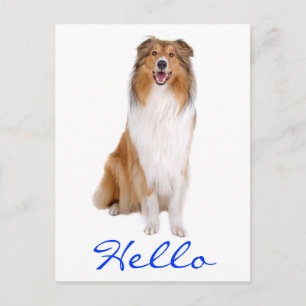 Carte Postale Bonjour Collie Chien Chien Chien Chien Salutation 