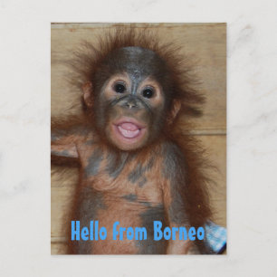 Carte Postale Bonjour de Borneo Orangutan Orphan Secourt