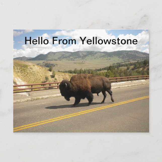 Carte Postale Bonjour De Yellowstone Postcard (Devant)