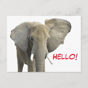 Carte Postale Bonjour Elephant Safari animal