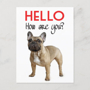 Carte Postale Bonjour Français Bulldog Chien Chien Chien Chien C
