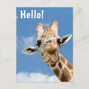 Carte Postale Bonjour   Girafe Drôle Animal
