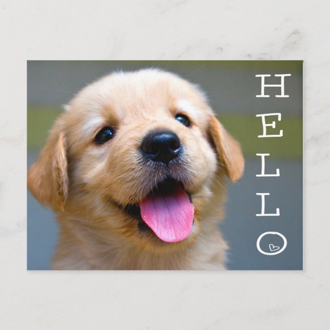 Carte Postale Bonjour Golden Retriever Chien Chien Chien Chien B (Devant)