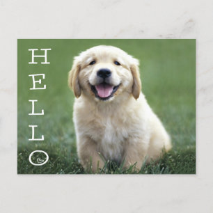 Carte Postale Bonjour Golden Retriever Chien Chien Chien Chien B
