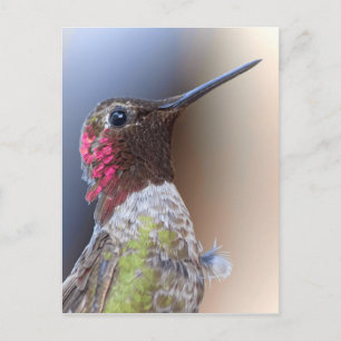Carte Postale Bonjour Hummingbird
