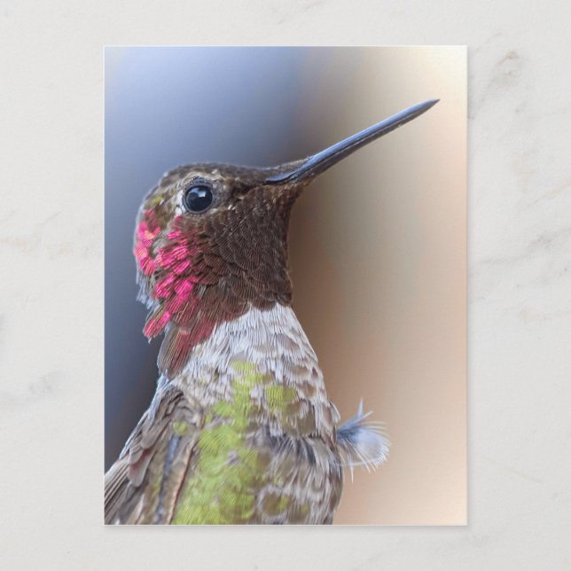 Carte Postale Bonjour Hummingbird (Devant)