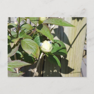 Carte Postale Bonjour Kermie