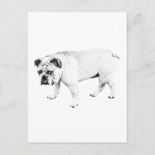 Carte Postale Bonjour l'ami, Courrier de toutou paisible