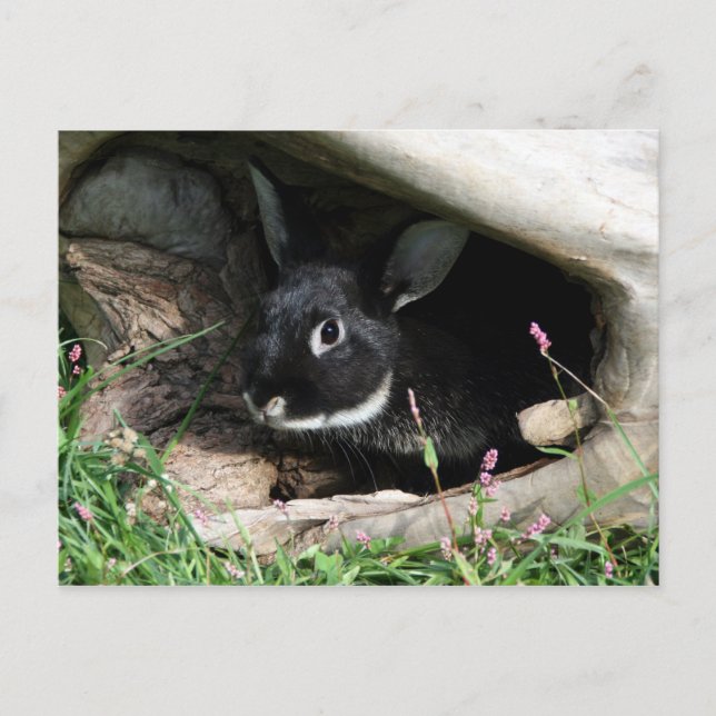 Carte Postale Bonjour lapin (Devant)