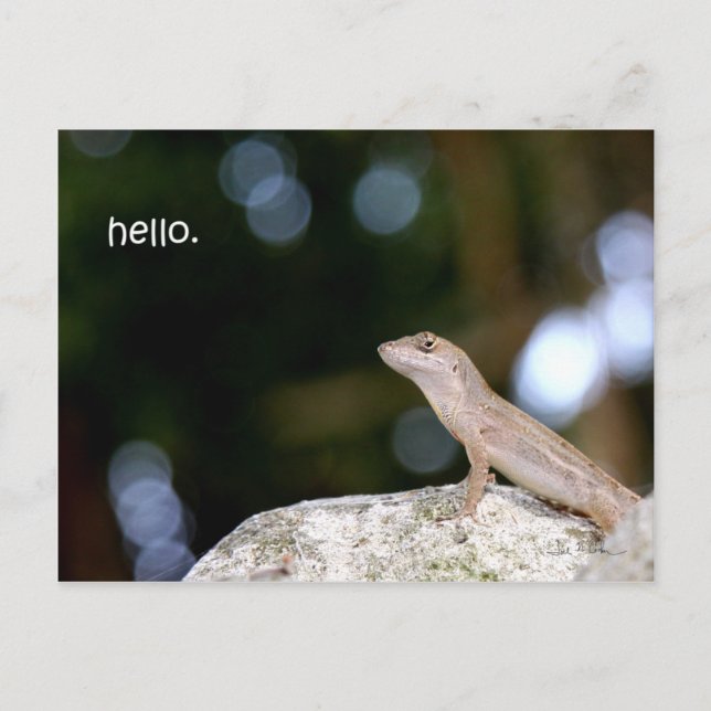 Carte Postale Bonjour Lizard (Devant)