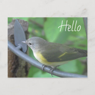 Carte Postale Bonjour photo de mignonne ornithologue