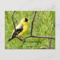 Bonjour, Salut, Chardonneret jaune américain
