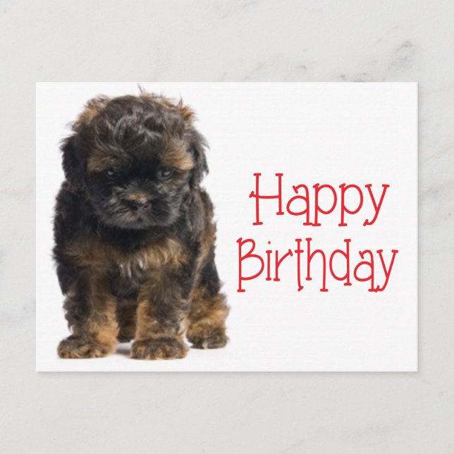 Carte Postale Bonne Anniversaire Havanais Chien Chien Chien Poig (Devant)