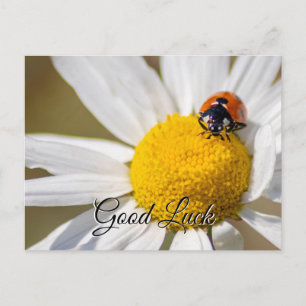 Carte Postale Bonne chance avec la petite coccinelle mignonne !